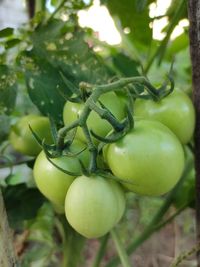 Close-up of fruits on tree