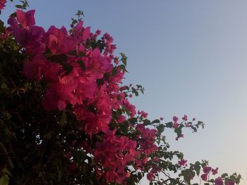 Low angle view of pink flower tree against clear sky