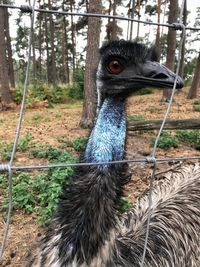 Close-up of a peacock