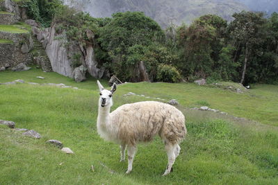 Llama on grassy field