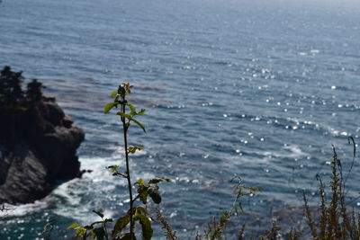 Close-up of water on rock by sea