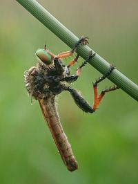 Robberfly attacks robbers enjoying morning dew