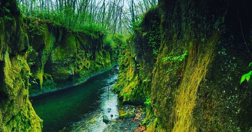 Scenic view of river in forest against sky