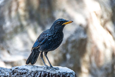 Close-up of bird perching on rock