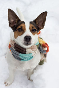 Portrait of dog in snow