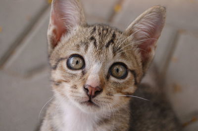 Close-up portrait of cat