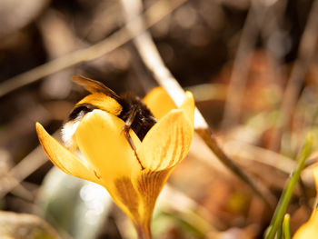 Close-up of honey bee on yellow flowering plant