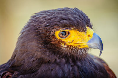 Close-up portrait of owl