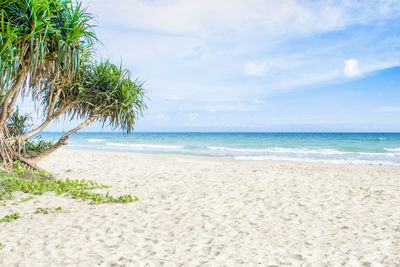 Scenic view of beach against sky