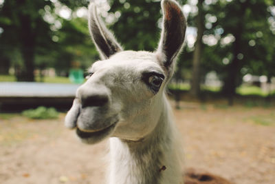 Close-up portrait of llama on field