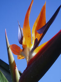 Close-up of plant against blue sky