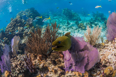 Green moray eel in coral close