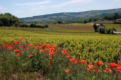 Countryside landscape against the sky