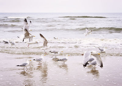 View of seagulls on beach