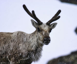 Close-up of deer on snow field