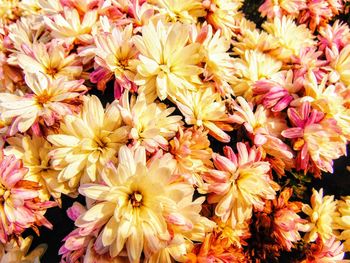 Close-up of pink flowering plants