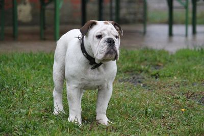 Portrait of dog standing on field