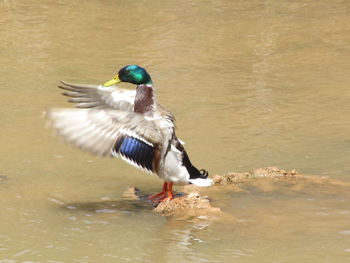 Close-up of a bird flying over lake