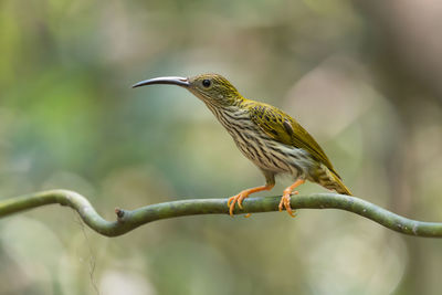 Close-up of bird perching on branch