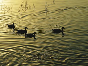 Ducks in water