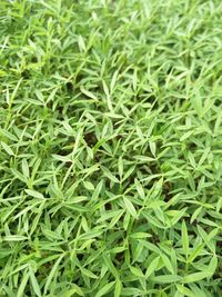 Full frame shot of plants growing on field