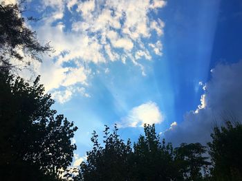 Low angle view of trees against sky