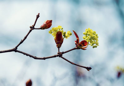 Low angle view of flowering plant