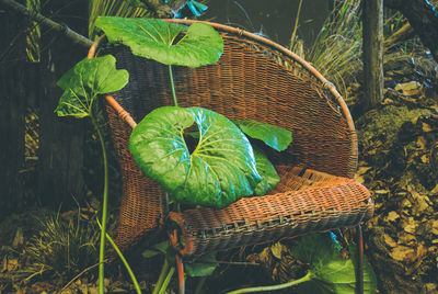 Wicker chair amidst plants in yard