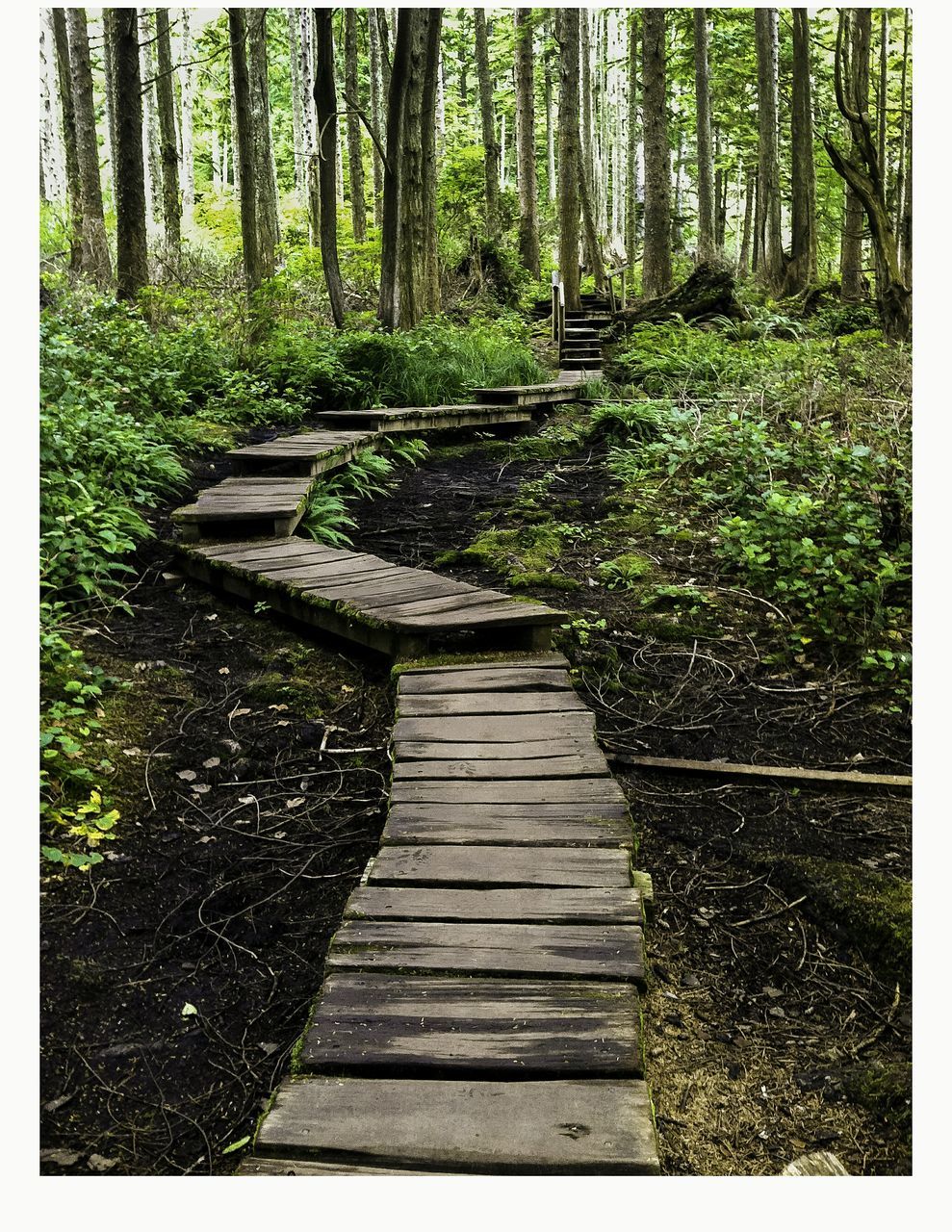 NARROW WALKWAY IN FOREST