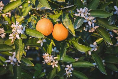 Citrus fruit and its blossom growing on tree both at the same time 