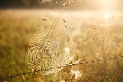 Close-up of spider web on grass