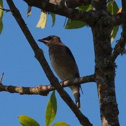 Low angle view of birds perching on branch