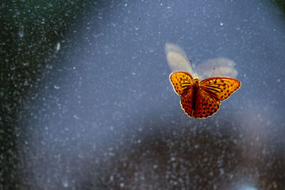 Close-up of butterfly on leaf