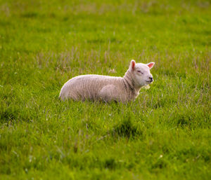 View of a sheep on field