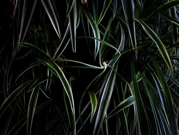 Full frame shot of plants growing on field