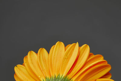 Close-up of yellow flower against black background