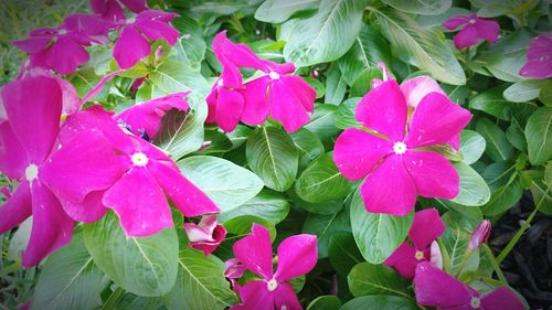 Close-up of pink flowers