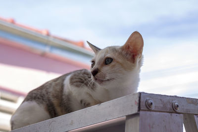 Close-up of cat looking away against sky