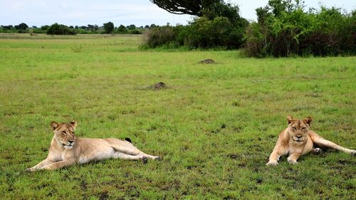 Two lioness resting on grassy landscape