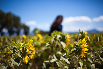 Close-up of yellow sunflower field against sky