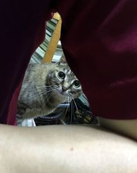 Close-up portrait of a cat