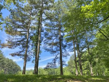 Low angle view of trees in forest