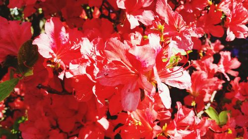 Close-up of pink flowers