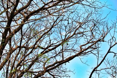 Low angle view of bare tree against clear sky