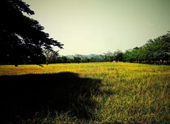 Scenic view of field against clear sky