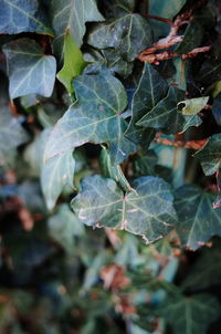 High angle view of leaves on plant