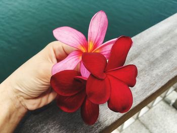 Close-up of pink flower