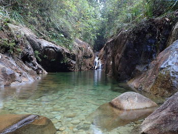 Scenic view of river in forest