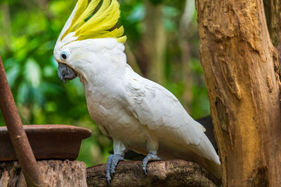 Close-up of parrot perching on tree trunk