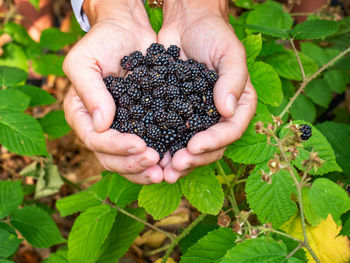 Female hands holding and offering full hands of fresh blackberries, picking berries. fresh fruits 